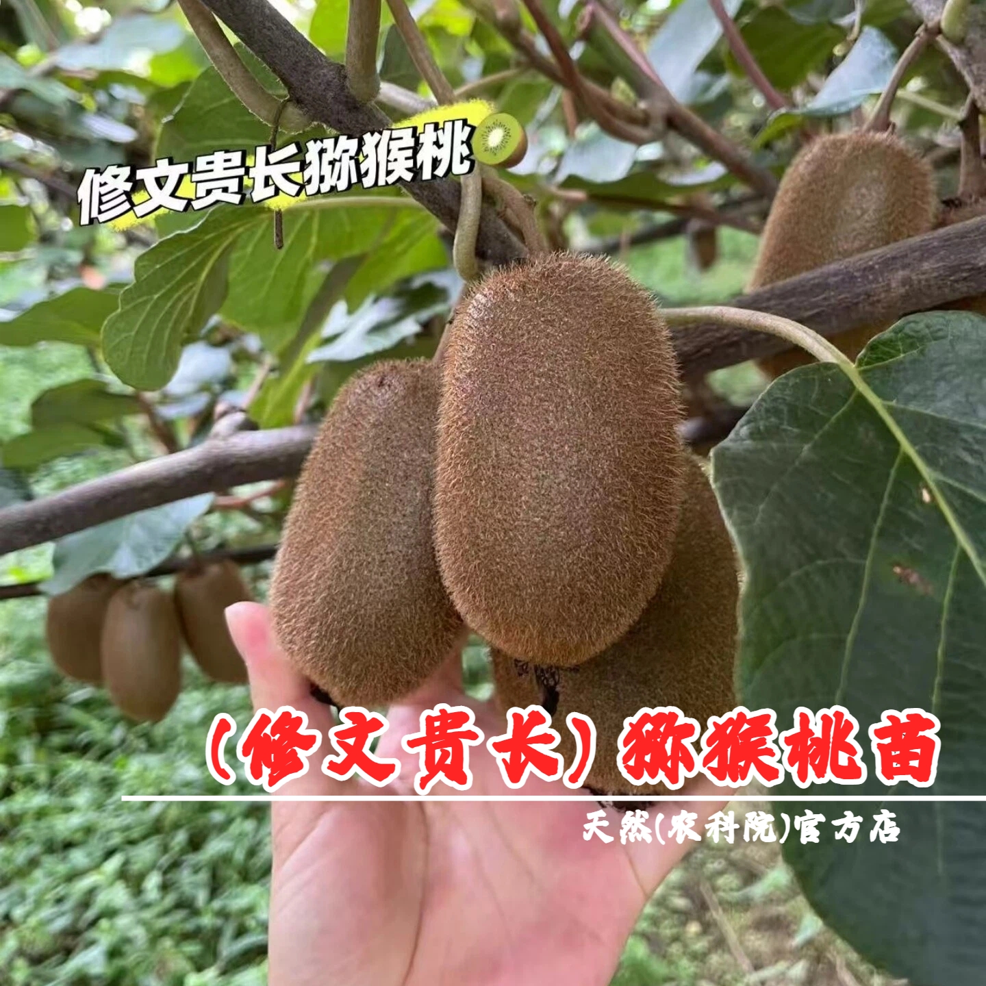 新西兰佳沛阳光金果g3猕猴桃树苗爬藤奇异果黄心猕猴桃苗当年结果