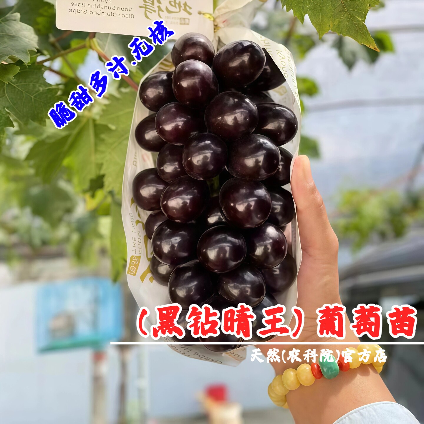 新品种黑钻晴王葡萄树苖无籽黑提脆甜嫁接葡萄苗南北方种当年结果