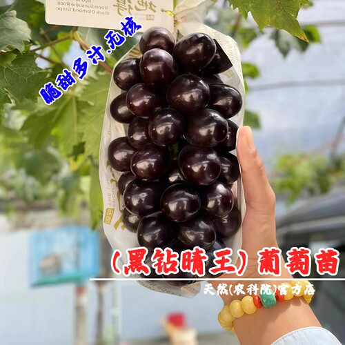 新品种黑钻晴王葡萄树苖无籽黑提脆甜嫁接葡萄苗南北方种当年结果