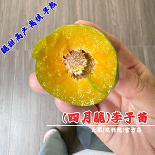 特早熟四月脆李子树苗4月空心青脆李果苗树苖盆栽地栽脱骨李子苗