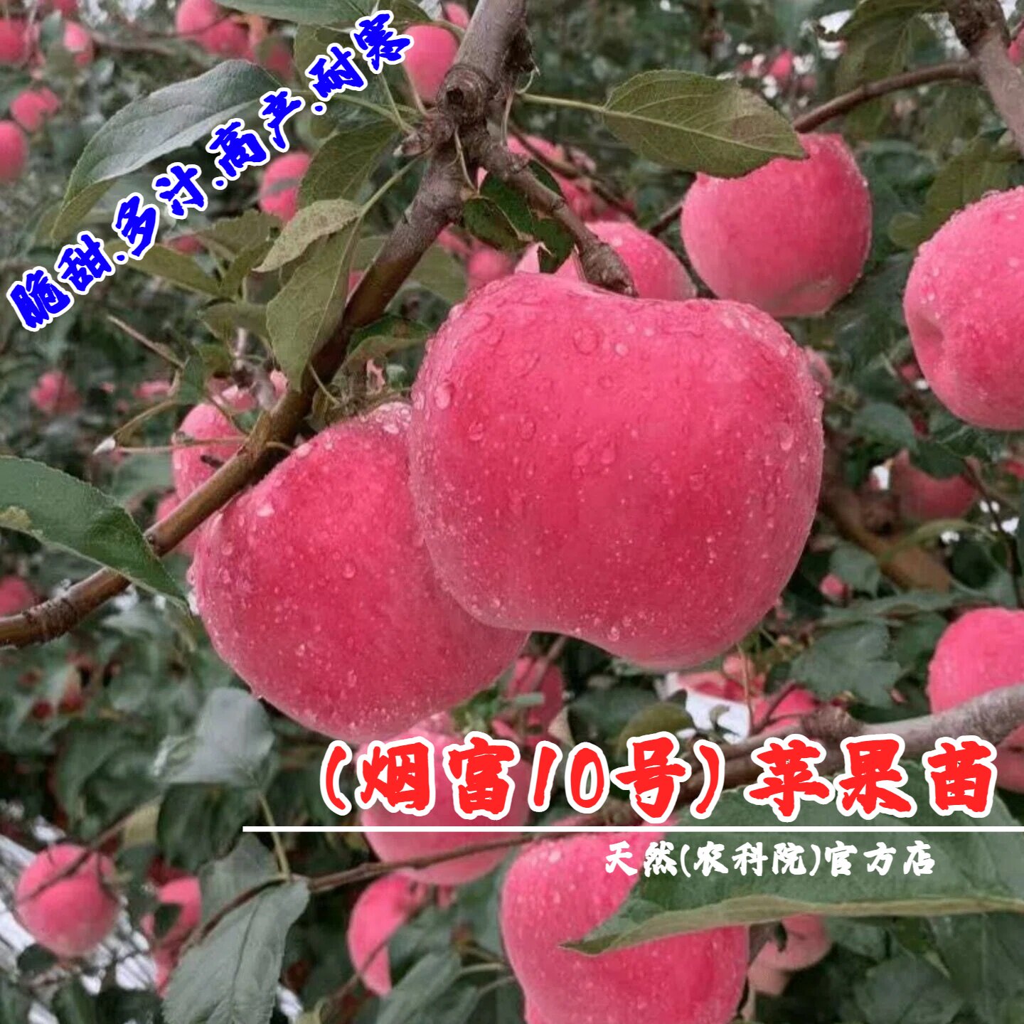 嫁接特大脆甜烟台红富士0号苹果树苗矮化乔化片红烟富10号苹果苗