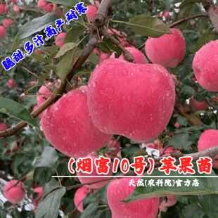 嫁接特大脆甜烟台红富士0号苹果树苗矮化乔化片红烟富10号苹果苗