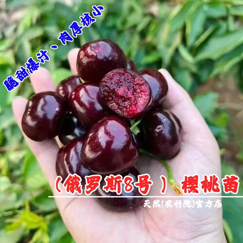 嫁接俄罗斯8号大樱桃树苗俄八含香车厘子苗耐寒南方北方当年结果