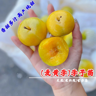 老品种李树果苗嫁接麦黄李树苗纯甜李子苗桃花李盆地栽南北方种植