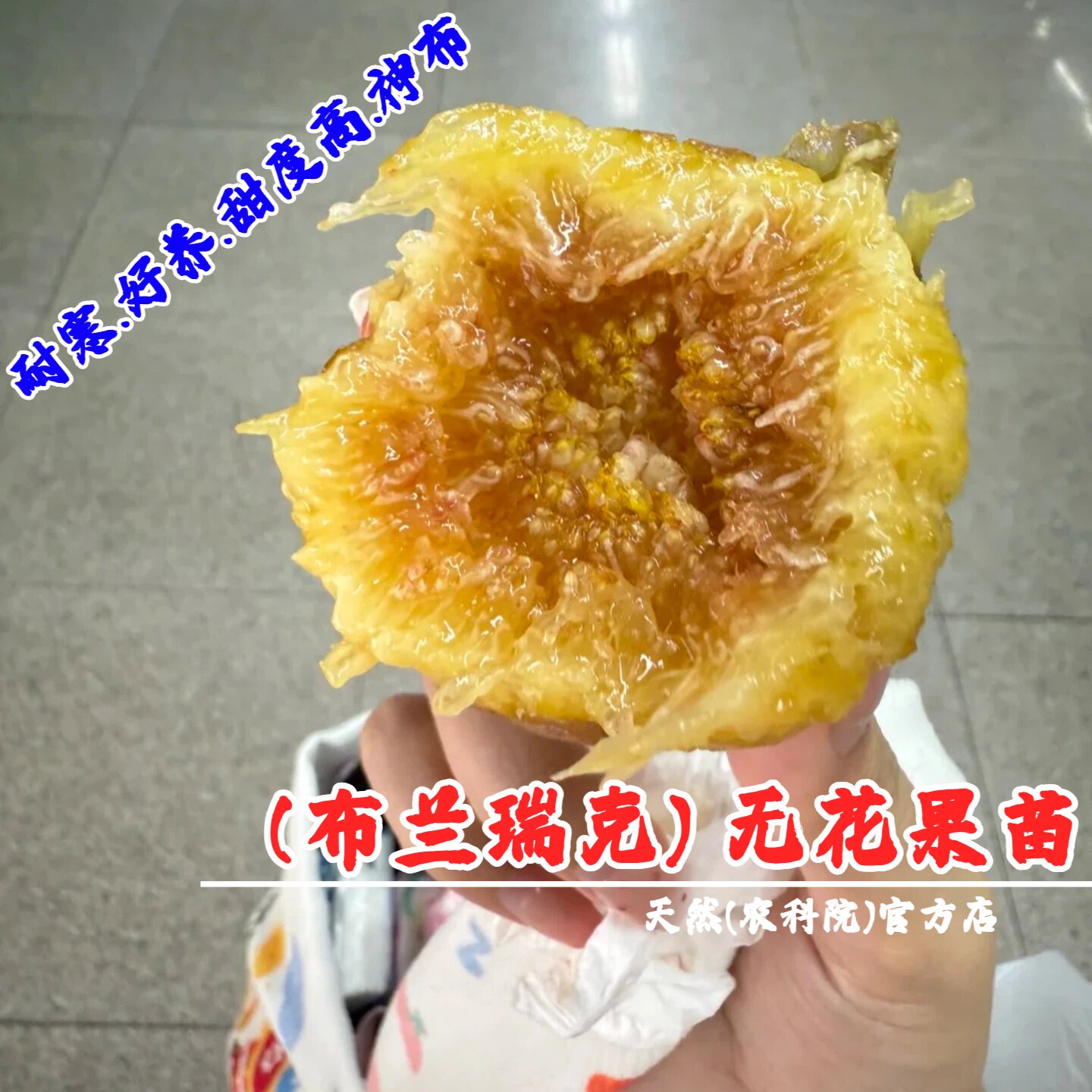 耐寒无花果树苗盆栽阳台地栽特大糖心布兰瑞克无花果苗南北方种植