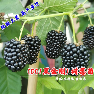特大果树莓果苗纯甜D01黑莓苗抗冻黑金刚盆栽耐寒黑钻石黑莓树苗