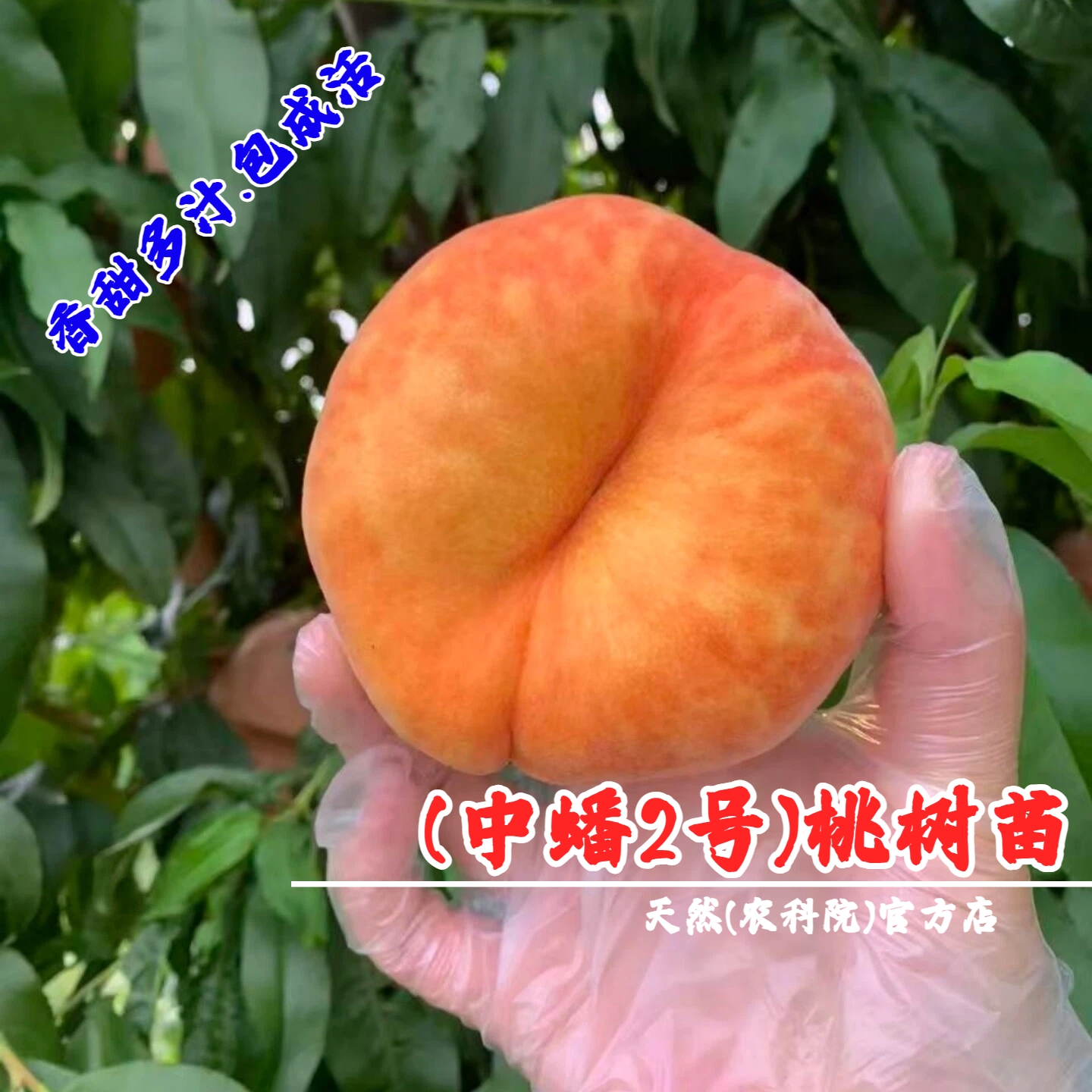6月成熟蟠桃树果苗嫁接中蟠2号蟠桃苗庭院盆栽毛蟠桃树苗当年结果