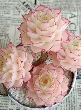 红女王多肉植物女王麦秆多肉天鹅绒韩版贵货室内防辐射新手好养活