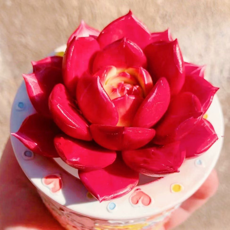 大颗好养豪华稀有精品多肉植物红拂女办公室阳台净化空气盆栽绿植