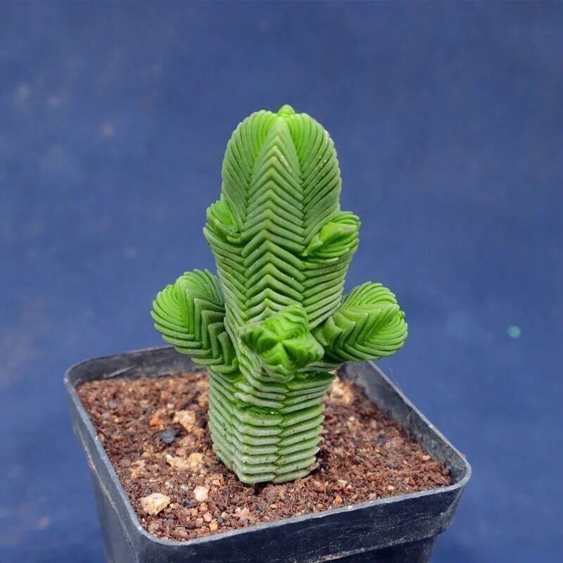 多肉植物大肉达摩绿塔方塔花卉绿植盆栽阳台办公室桌面迷你萌肉肉图片