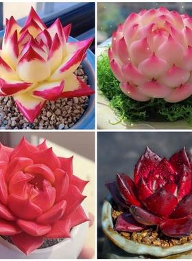 红颜蜜语红色罗宾乌木玫瑰侧影系列好养活阳台桌面盆栽精品多肉