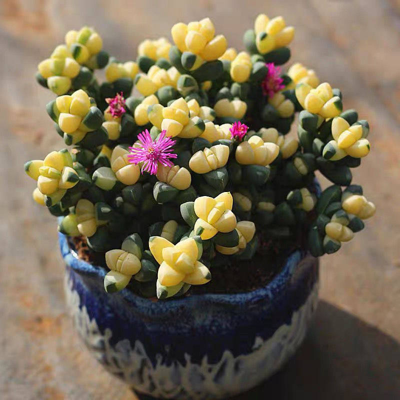 多肉鹿角海棠锦植物开花黄金鹿角室内办公桌面可爱绿植花卉盆栽,鲜花速递/花卉仿真/绿植园艺,多肉植物,淘宝优惠券,粉丝福利购,淘宝优惠卷