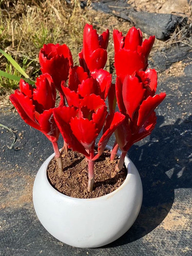 红色不死鸟朱莲老桩多肉植物高端精品室内花净化空气盆栽绿植花卉