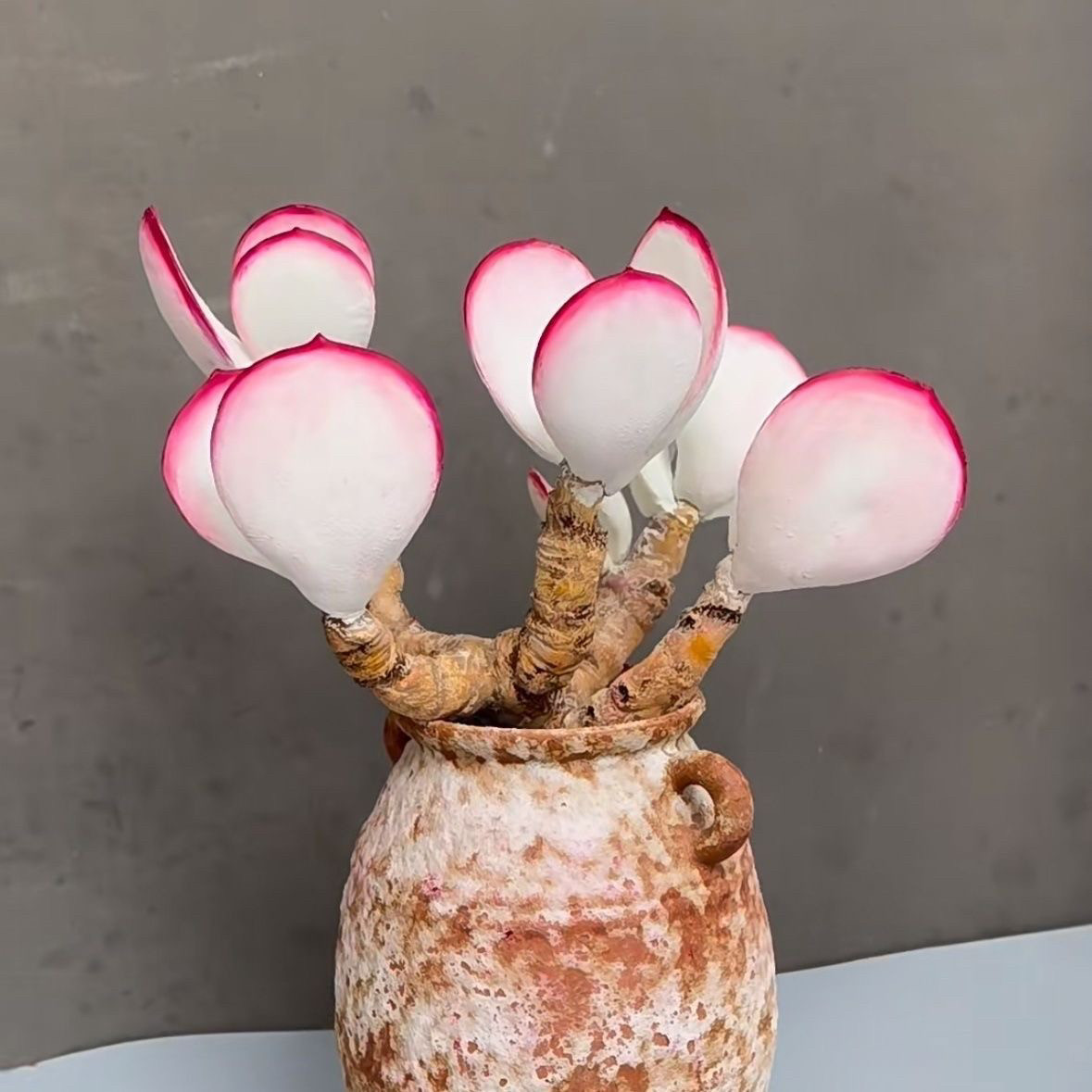 白眉多肉植物 贵货稀有品种超仙气肉肉阳台桌面办公室盆栽