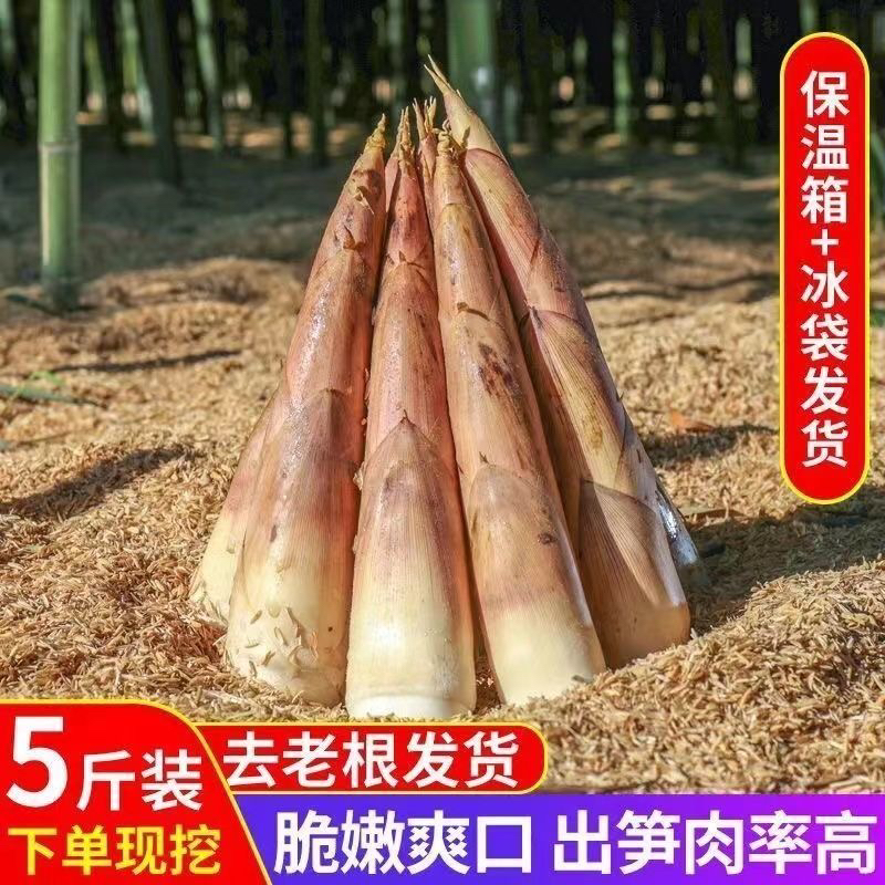 大笋（顺丰包邮）2025雷竹笋新鲜采摘竹笋冬笋现挖现发秋笋马鞭笋