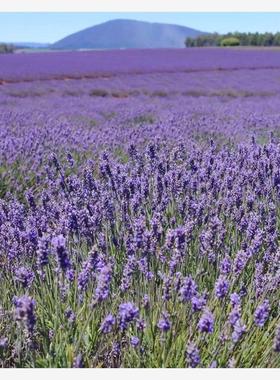 The seeds of lavender Lavender seedsSuitable for home growin