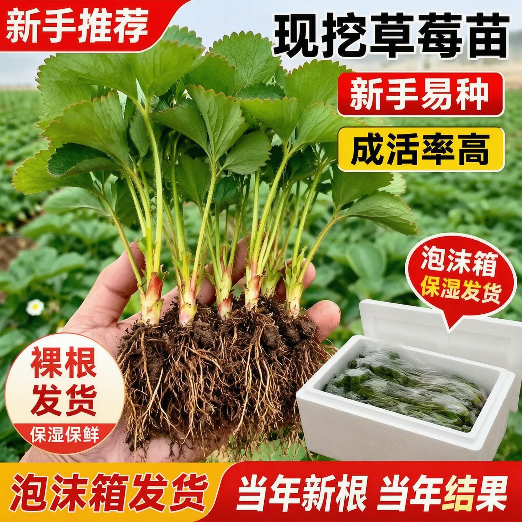 四季草莓苗奶油红颜草莓秧大棚种植草莓盆栽当年结果新苗现挖果苗