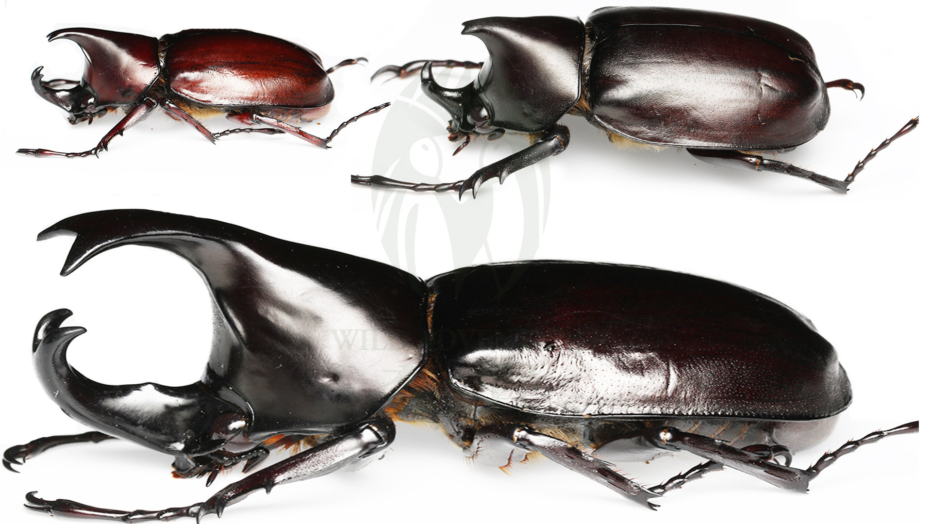 森林野人 姬兜标本 橡胶木姬兜  科普标本原虫