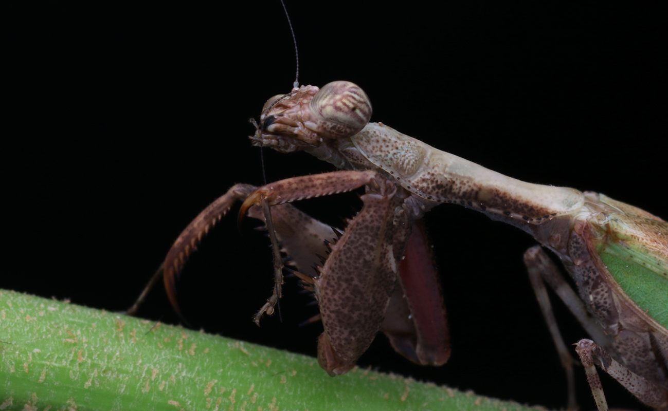 森林野人  日本姬螳  姬螳  活体螳螂 宠物螳螂  另类宠物昆虫