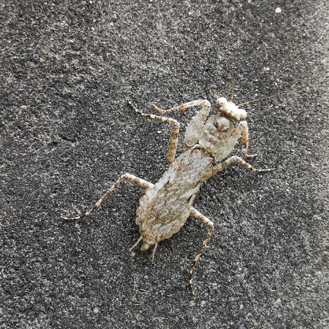 森林野人 石纹树皮螳螂 标本科普标本原虫