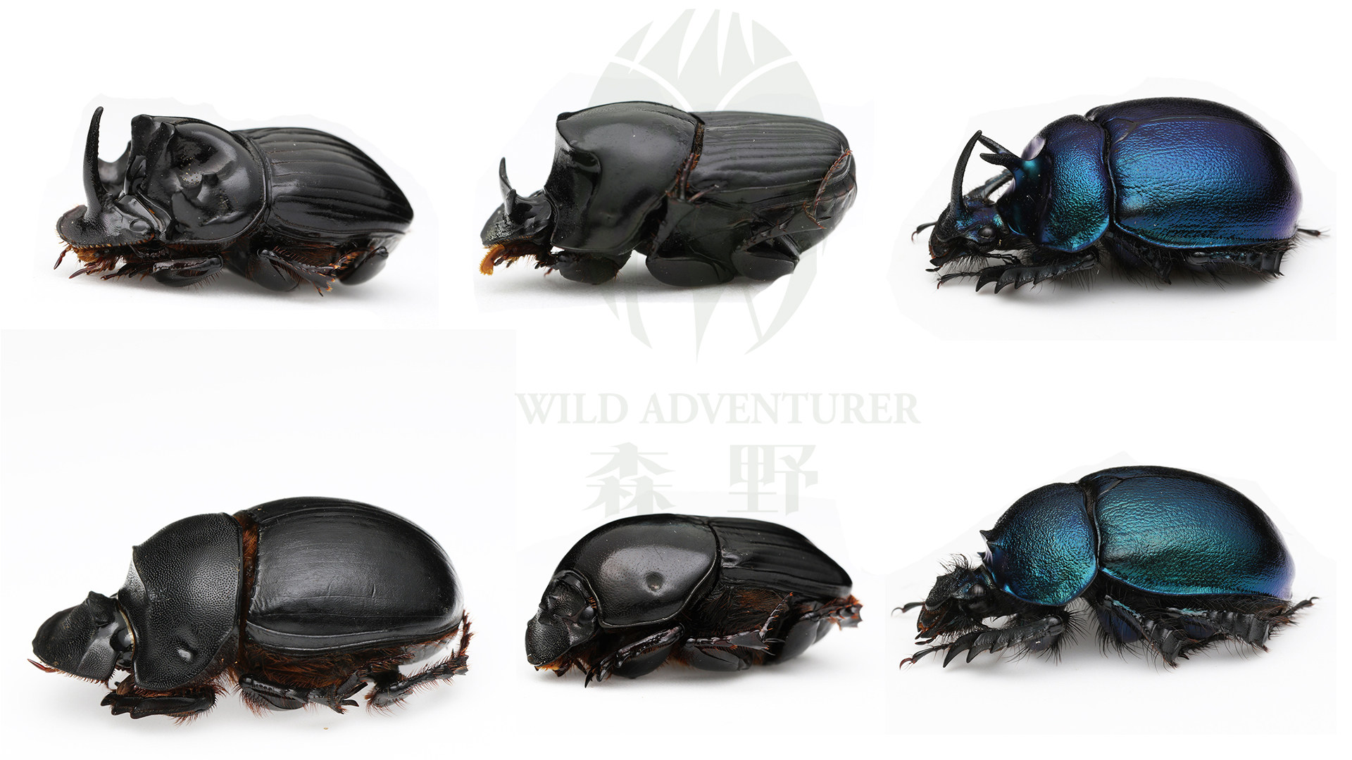 森林野人    蜣螂 屎壳郎 粪金龟标本原虫