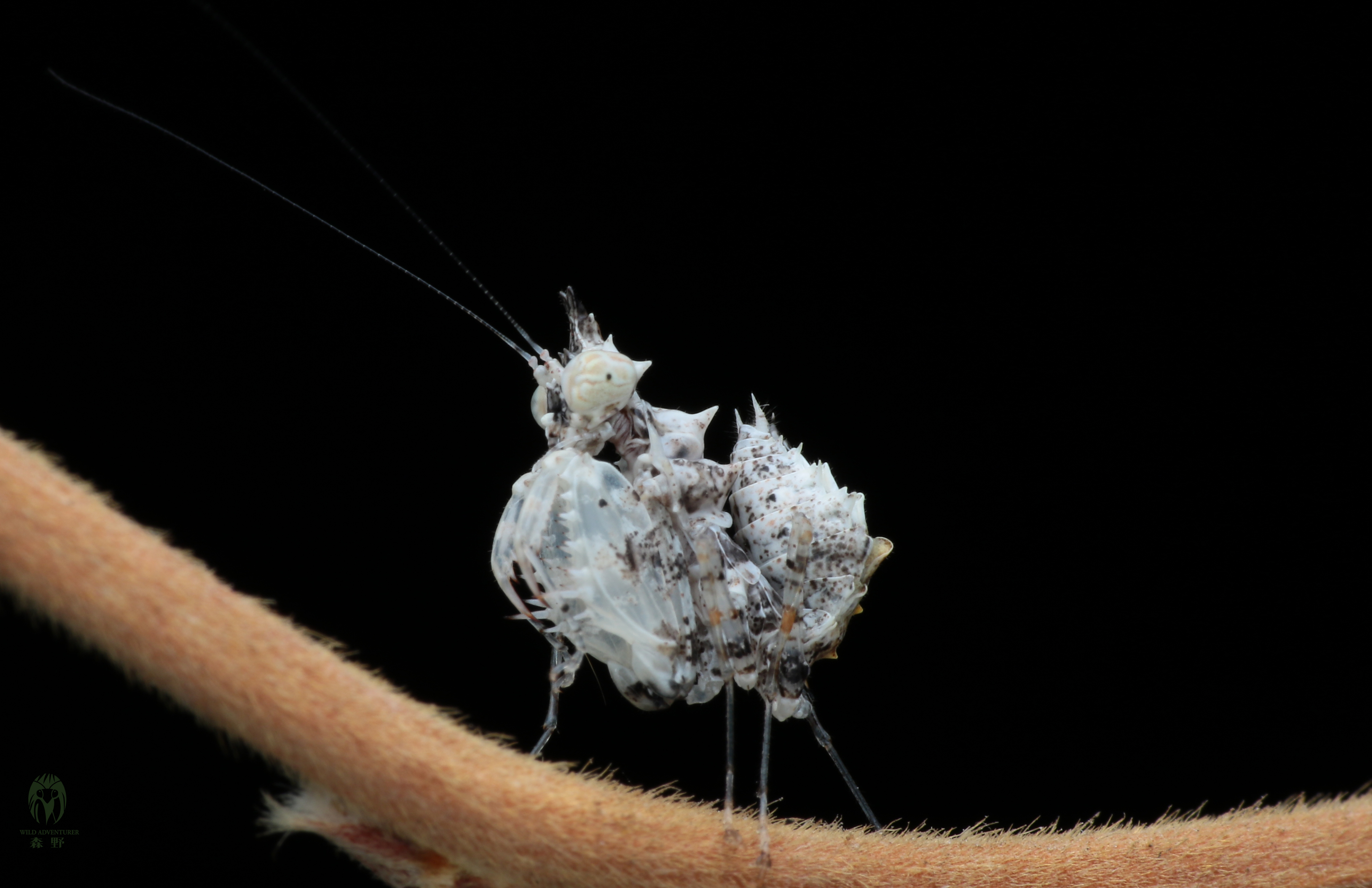 森林野人 索氏角胸螳 宠物螳螂 螳螂活体 另类宠物 摄影昆虫