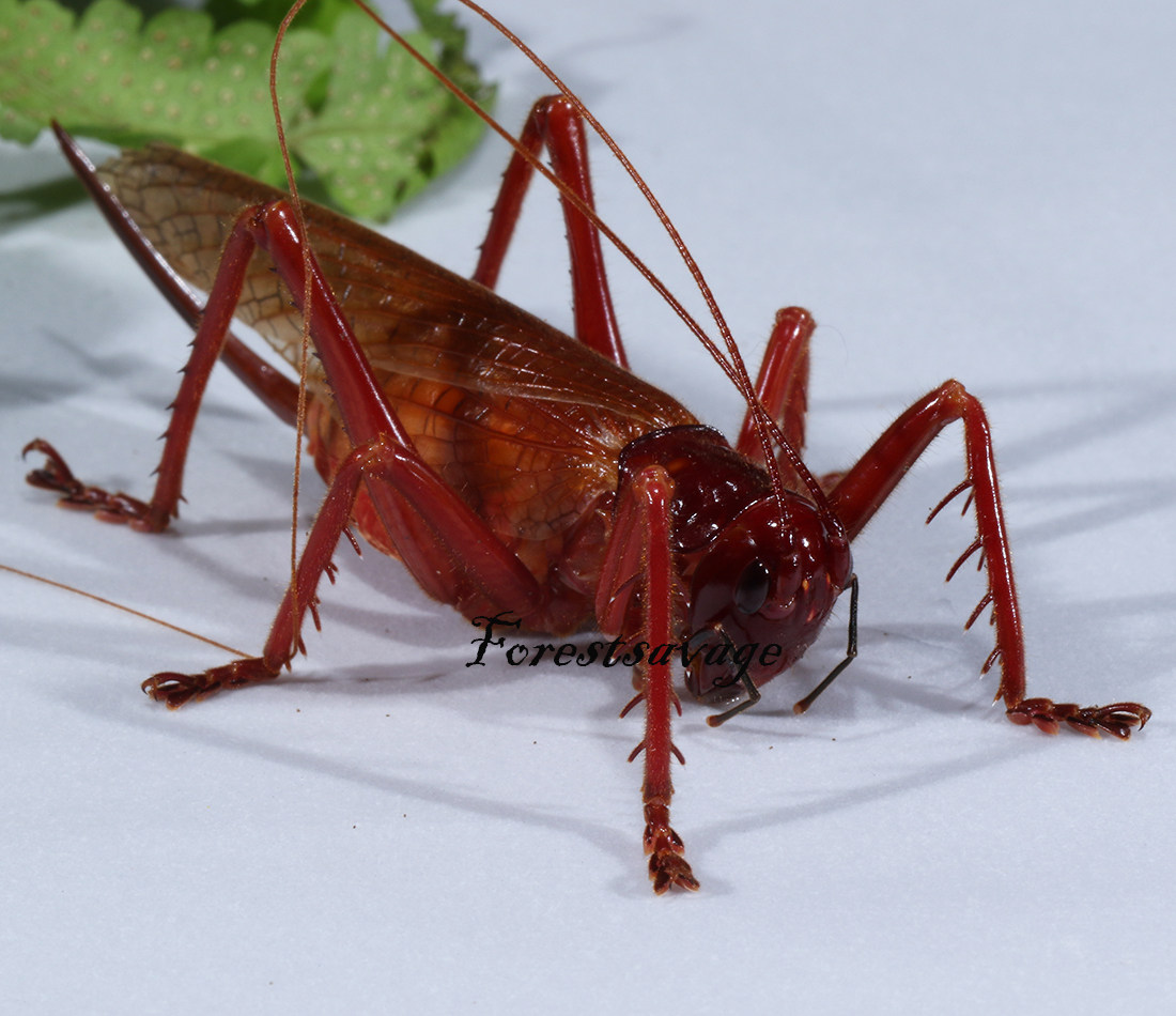 森林野人 红背烟蟋螽 宠物昆虫  蟋蟀 螽斯