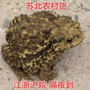 【顺丰当日发】哈士蟆海蟾蜍活体药材