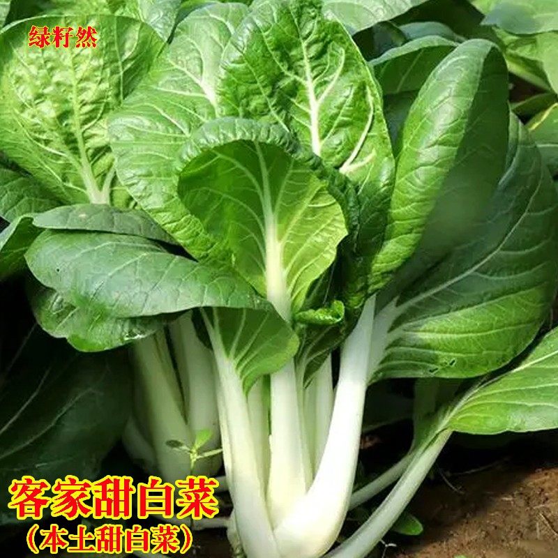 家甜白菜种籽 四季小白菜种子 本土农家菜客青菜菜园盆栽蔬菜种孑