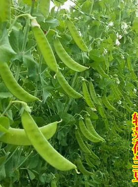 蔬菜高产冬季荷兰豆老品种
