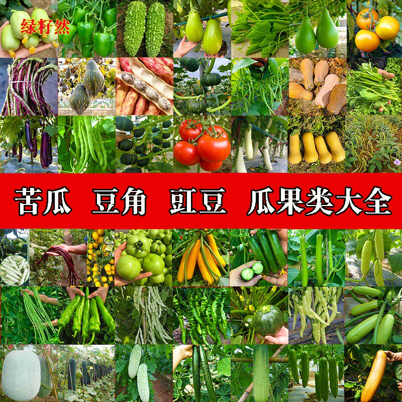 蔬菜种子大全春秋季播黄瓜苦瓜瓠瓜吊冬瓜西红柿辣椒南瓜豆角种籽