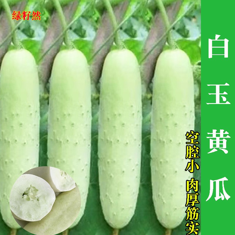 白皮黄瓜种子老品种黄瓜种子