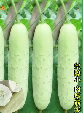 白皮黄瓜种子老品种黄瓜种子白黄瓜种子春秋耐热黄瓜种子蔬菜种子