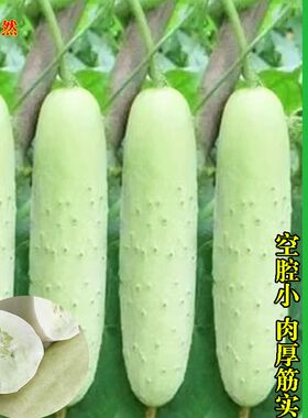 白皮黄瓜种子老品种黄瓜种子