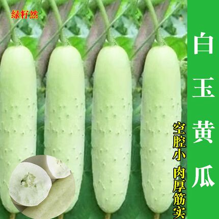 白皮黄瓜种子老品种黄瓜种子白黄瓜种子春秋耐热黄瓜种子蔬菜种子