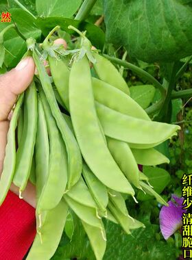 604荷兰豆种籽 大荚软豌豆高产菜豆种籽春季四季冬季菜园蔬菜种籽