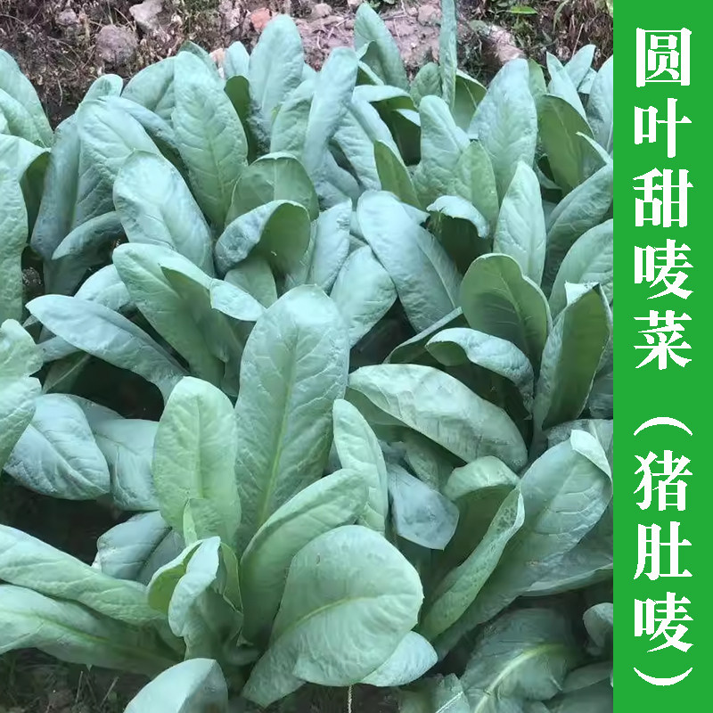圆叶甜麦菜秧苗种子广东恩平麦菜苦麻菜种籽四季阳台春秋蔬菜种孑