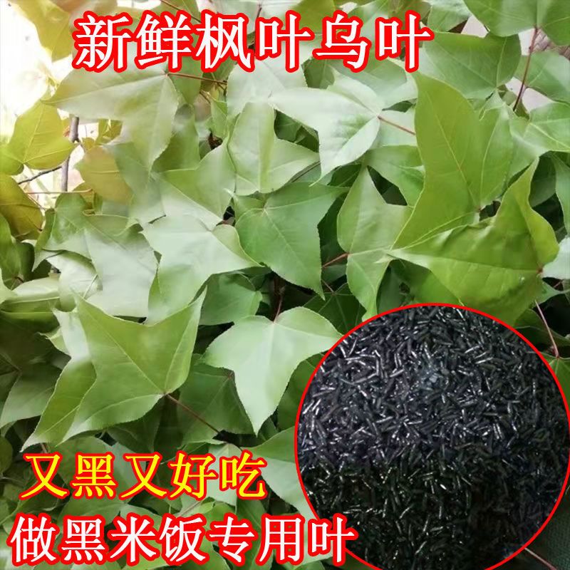 新鲜枫叶 2斤广西黑米饭植物染料枫树叶子香枫叶乌米饭叶现摘现发-封面