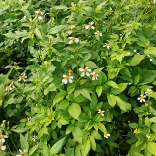 广西野生新鲜鬼针草现摘泡茶四方枝三叶鬼针草热疹洗澡清热中草药