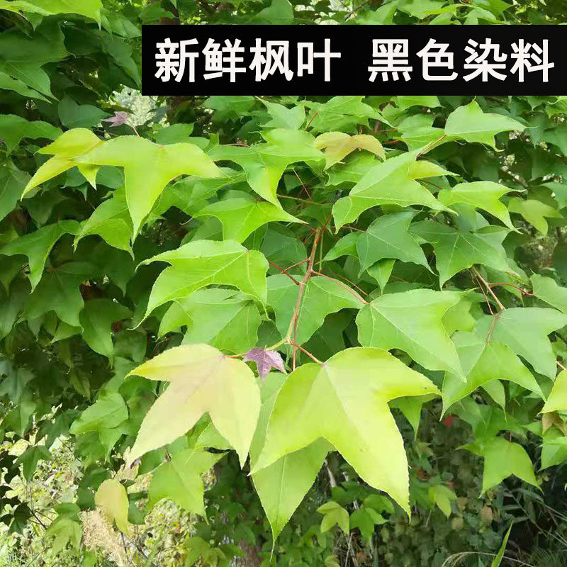 新鲜枫叶1斤 香枫叶黑米叶广西新鲜枫叶黑米饭材料糯米饭植物染料