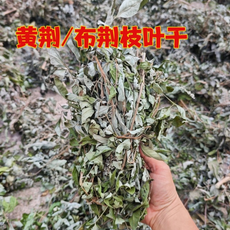 纯野生黄荆叶布惊叶黄荆草牡荆树叶月子产后草药端午节碱水粽原料