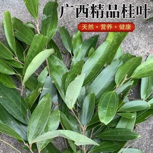 桂叶柏枝入伙新鲜桂叶香叶天然肉桂叶野生精选优质调料香辛料