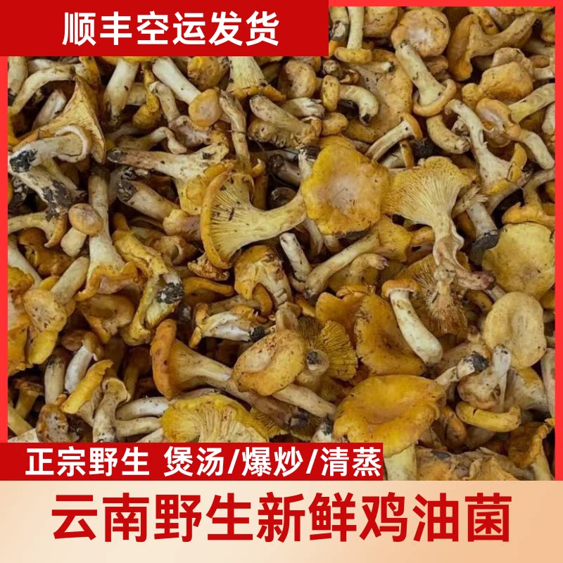 【野生鸡油菌】云南新鲜野生菌野新鲜松茸/菌菇