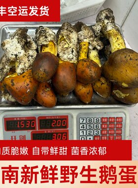 （野生无毒）云南新鲜野生鹅蛋菌橙盖鹅膏菌鸡蛋黄菌野生菌菇当季