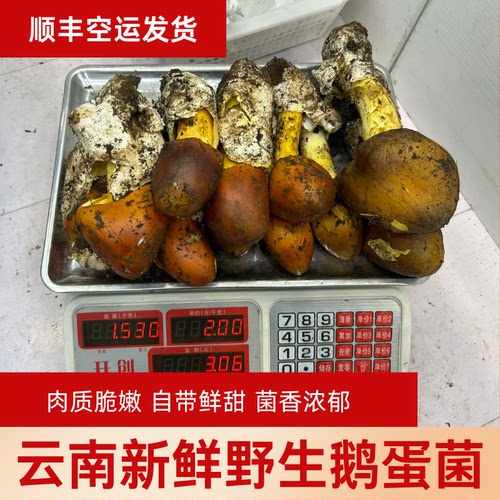 （野生无毒）云南新鲜野生鹅蛋菌橙盖鹅膏菌鸡蛋黄菌野生菌菇当季