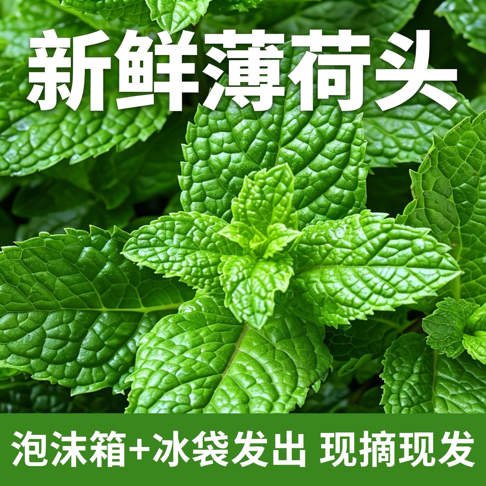 江苏新鲜薄荷叶留兰香饮品烘焙奶茶摆盘装饰可食用鲜花调酒装饰