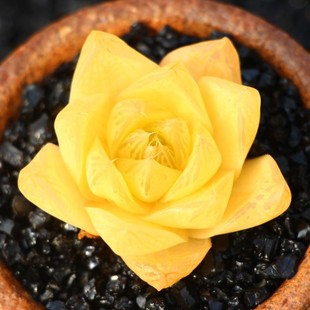 黄金菊玉露多肉植物室内组合属精品雨露绿植云南花卉姬玉露水晶