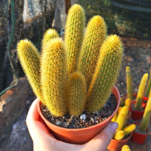 黄金条多肉植物盆栽黄金钮黄金条猴尾柱会开花仙人球防辐射仙人掌