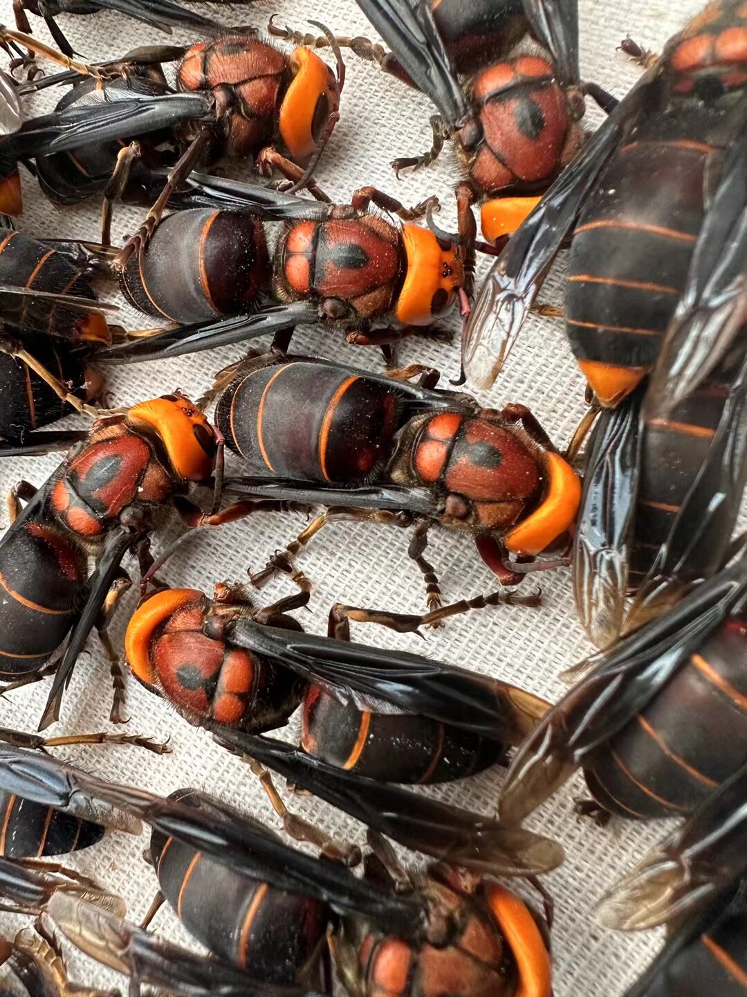红娘胡蜂虎头蜂蜂王种蜂地雷蜂土甲已交配产王云南大黑蜂活体发货