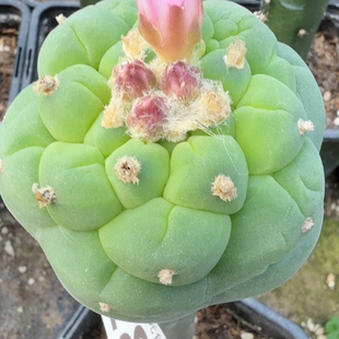 苗接大尤928